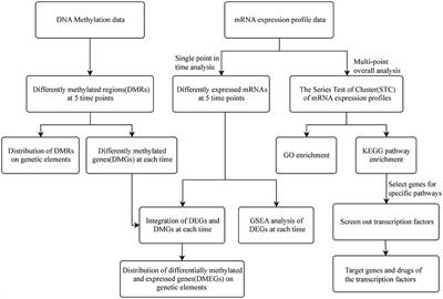 Analysis of Time Series Gene Expression and DNA Methylation Reveals the Molecular Features of Myocardial Infarction Progression